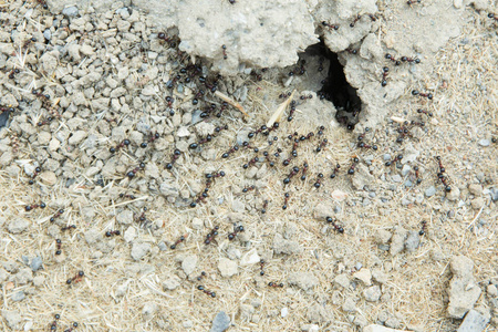糖蚁聚集在它们的巢穴的洞周围。 蚁丘附近沙漠中的黑蚂蚁。 蚁丘附近沙漠中的黑蚂蚁。