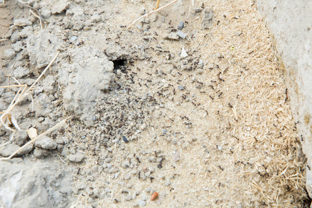 糖蚁聚集在它们的巢穴的洞周围。 蚁丘附近沙漠中的黑蚂蚁。 蚁丘附近沙漠中的黑蚂蚁。