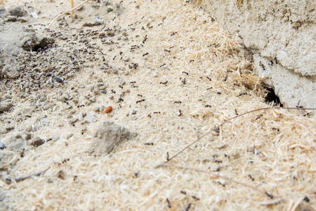 蚂蚁地下巢穴糖蚁聚集在它们的巢穴的洞周围.