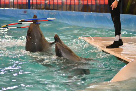 海豚在室内游泳池里用抱箍练习