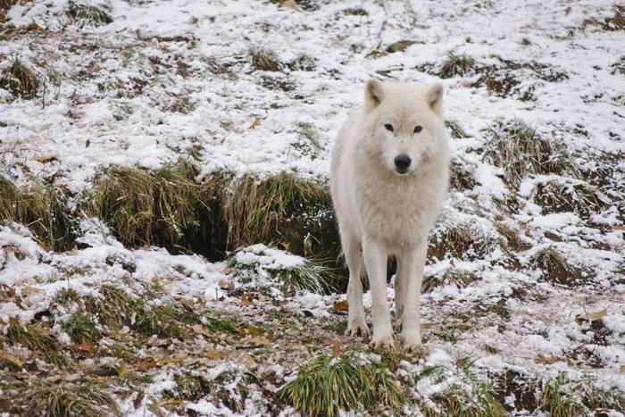 冬天暴风雪中一只孤独的北极狼