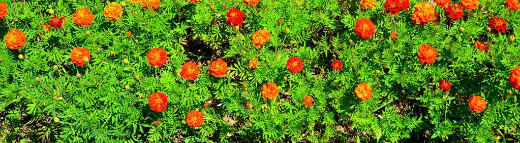 在仲夏的花园里，在罗马尼亚的特兰西瓦尼亚平原，阳光明媚的一天，美丽的花朵。 绿色景观