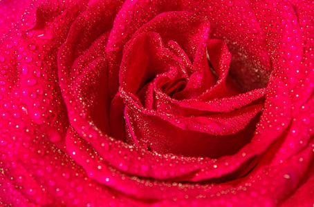 在花瓣上滴着水滴的美丽的红玫瑰，生动的色彩，自然的花背景
