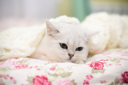 毛毯猫一只美丽的幼猫在温暖的毛毯下直躺在床上