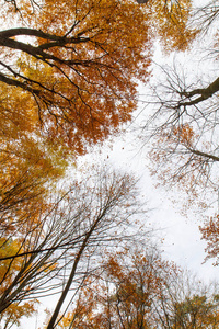 秋天的山毛榉林仰视天空