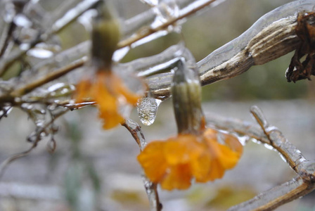 icenull冰原里的花照片