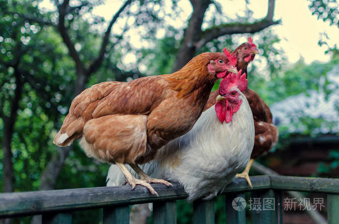一只白色的公鸡和两只红母鸡坐在木栏杆上.在背景中有树冠和农村建筑