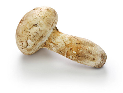 松茸蘑菇分离在白色背景上