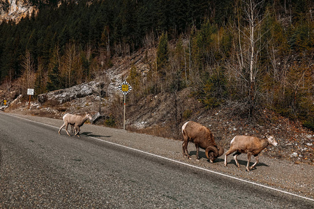 道路穿过野生区域，树山羊在两侧行走。自然界中的动物。道路限速标志..周围的树木。