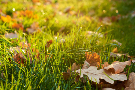 美丽的秋天，五颜六色的背景，绿草和棕色的橡树叶在前面的计划，模糊的地平线。