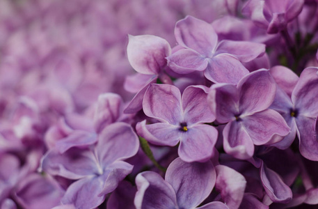 特写图片明亮的紫罗兰色丁香花。抽象浪漫花卉背景