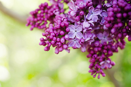在阳光明媚的日子里, 花边有美丽的紫色丁香盛开。浪漫横幅与花和 bokeh 背景