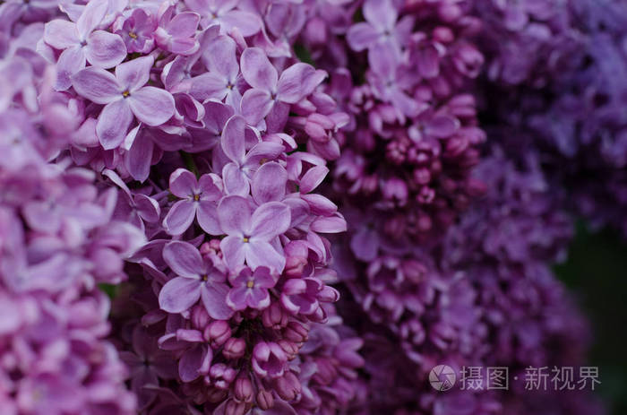 明亮的紫罗兰色丁香花的特写图片