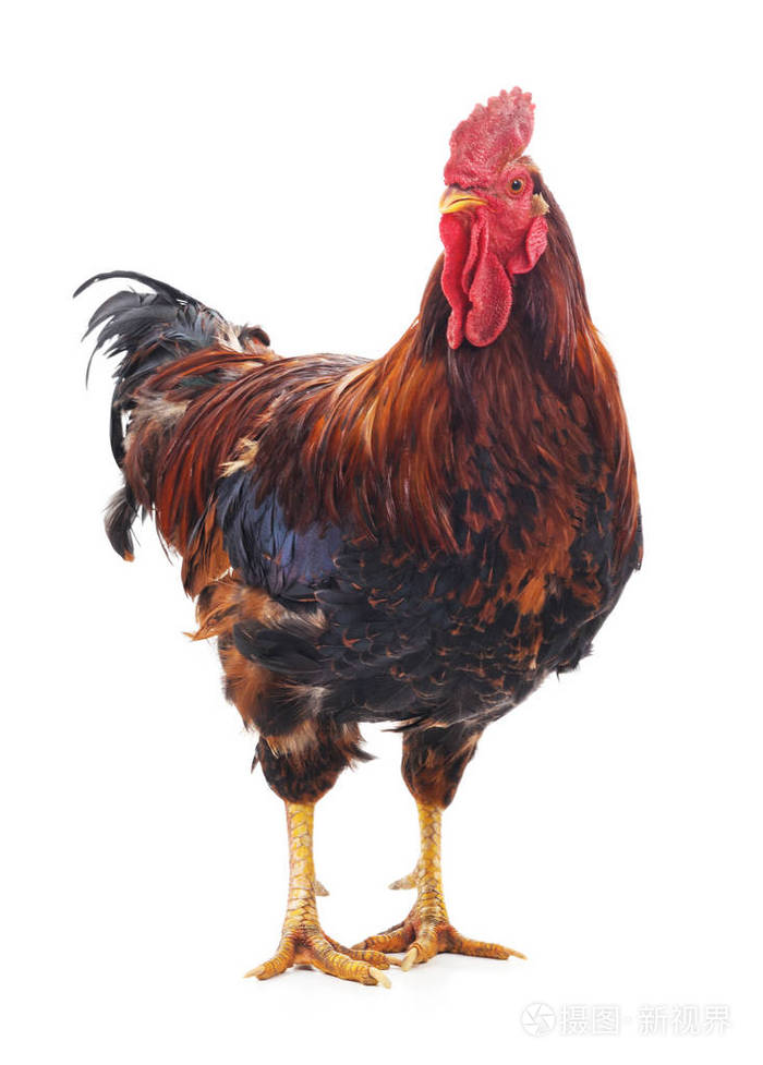 一只红公鸡在白色背景上被隔离