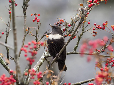 Ringouzel，TurdusTorquatus，浆果单男，威尔士，2018年11月