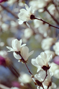 美丽的木兰树在春天开花。jentle 白色玉兰花对日落光