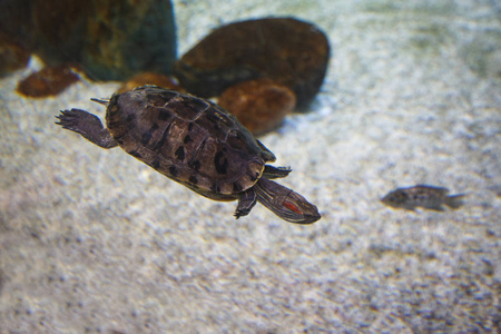南美洲红衬里的海龟水龟漂浮在水族馆的底部到白沙.照片