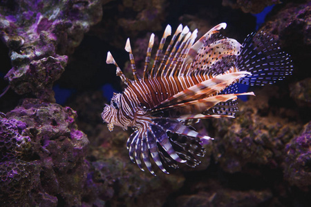 Devil firefish34