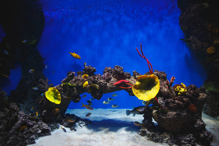 带着热带鱼的大型水族馆的美丽装饰