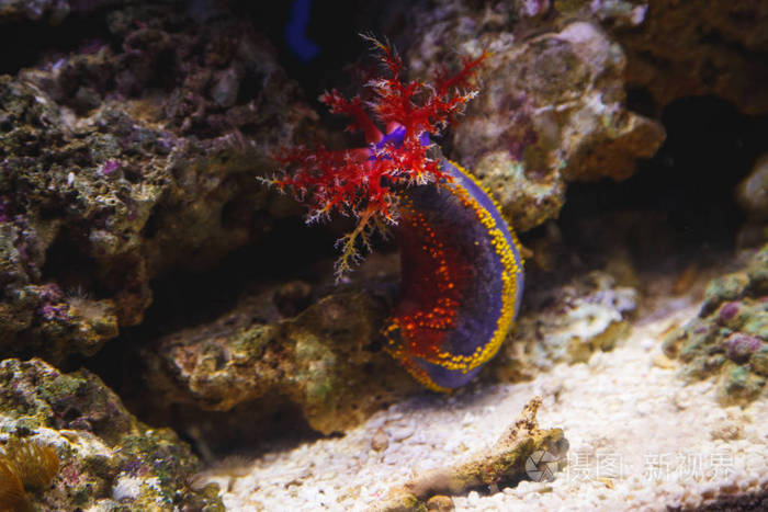 奇异的鱼在海洋馆的水族馆底部游泳