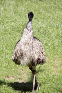 澳大利亚EMU正在田野里散步