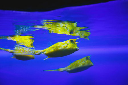 海水中可爱的黄鱼图片