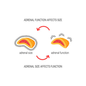 肾上腺的功能, 矢量图