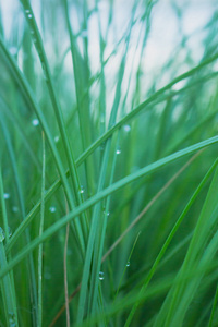 从宏观上看绿草的水滴，自然背景下的水滴