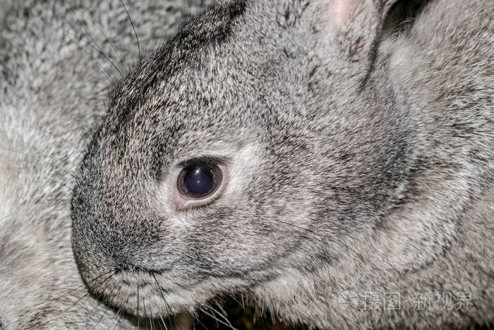 兔眼灰兔农业兔子设计