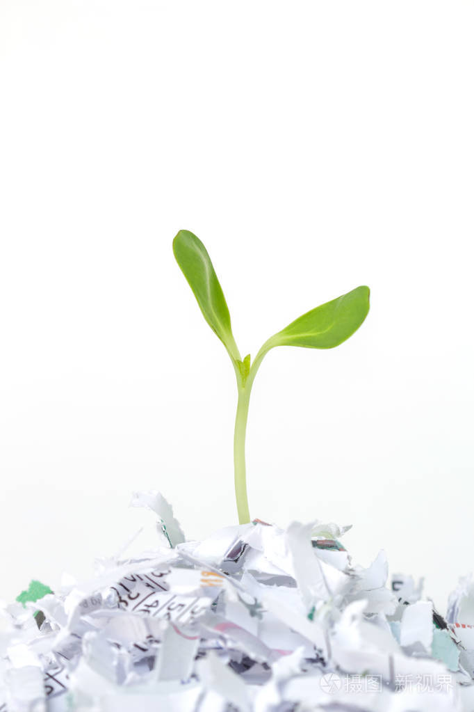 种子发芽生长循环保护环境自然白色背景