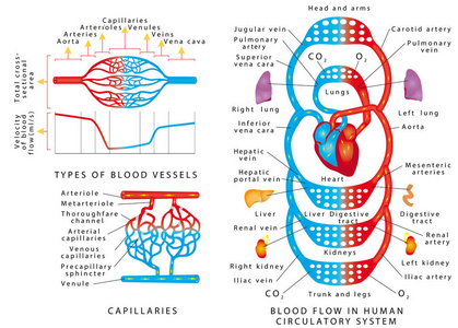 人类的血液。 血管计划。 人体循环系统中的血流量。 白色背景上的血管类型和功能。 由静脉和动脉组成的人体血液系统