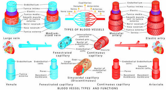 动脉和静脉。 血管的结构。 血管类型和功能。 从动脉到毛细血管到静脉的血管解剖。 动脉和静脉壁的方案。