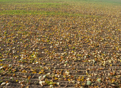 秋天的田野。 秋天落叶的绿色麦苗线