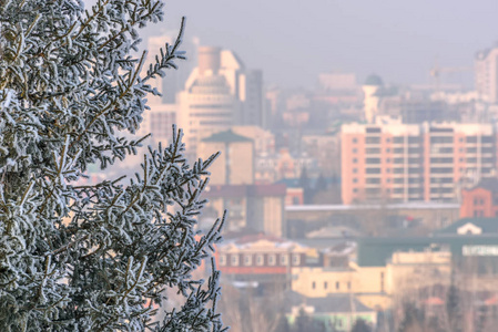 美丽的杉树，在冬天的城市建筑模糊的背景上，雪和霜冻中有树枝。
