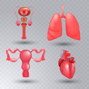 矢量内脏器官逼真的图标设置在逼真的风格