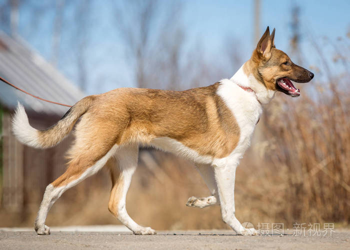 听话的狗在公园里用皮带走路