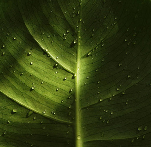 绿色热带叶片纹理背景。 植物的质地。 树叶靠近太阳高光和雨滴。