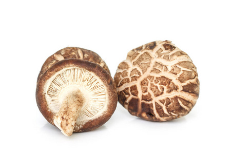 白色背景上的蘑菇。