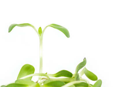生态学向日葵绿色种子发芽向日葵发芽生长生态学白色背景照片