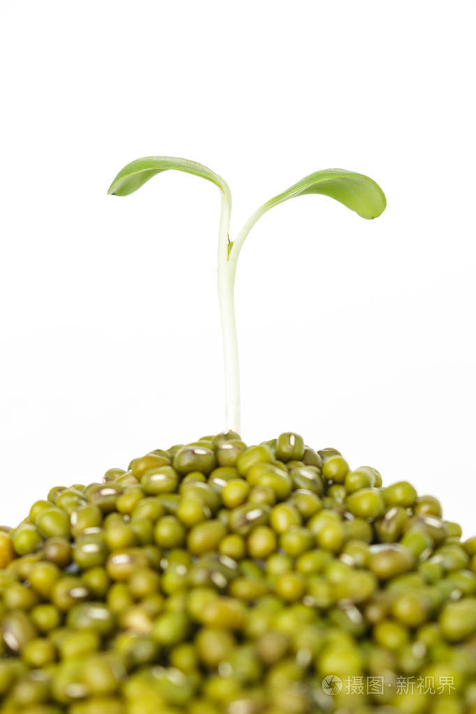 绿树萌芽植物生长希望生态绿豆白色背景