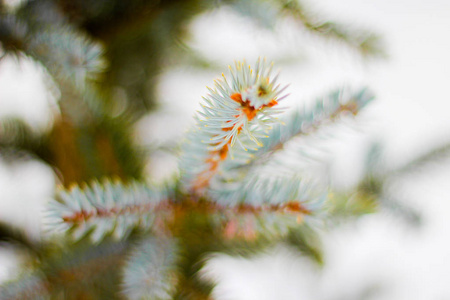 云杉树的分支与白雪。霜冻中的冬树。在有白霜的云杉树枝上的一层雪。针叶树在雪中的第一树分枝为新年特写镜头