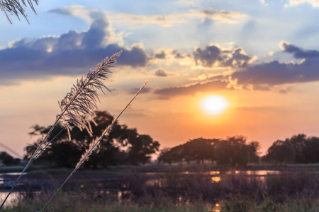 夕阳米注重阳光景观图片