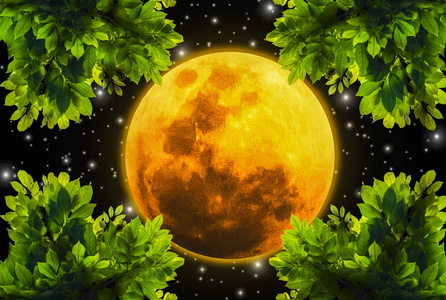 夜空浪漫,有超级橙色的月亮和绿叶浮动,美丽地看起来像童话中的一个