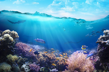 珊瑚礁的水下景观。