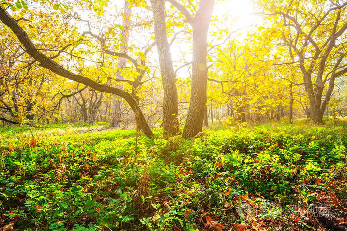 阳光下的绿色橡树林