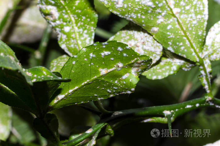 叶片上的霉菌植物宏观