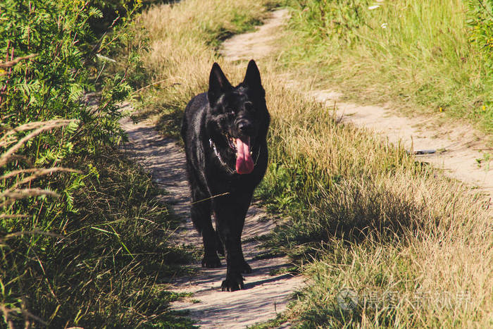 黑色德国牧羊犬在田野里散步狼在打猎秋天森林里的黑色比利时狗