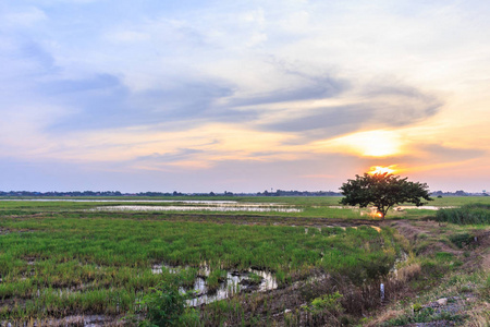 夕阳米注重阳光景观图片