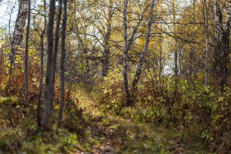 穿过秋天森林的路。 西伯利亚森林季节的变化。 回家的路。