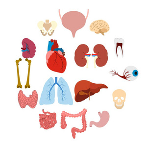 内脏器官平面图标